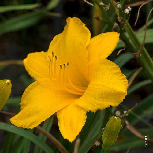 Idée pour le jardin:Hémérocalle 'Golden Prize' - Le pot de 2 litres