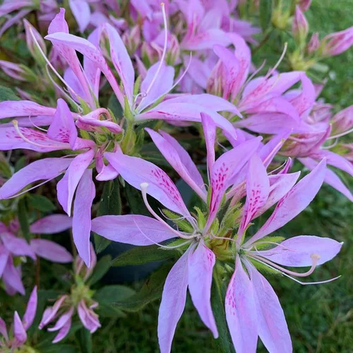 Bien pensé pour le jardin：Azalée du Japon Koromo Shikibu à fleurs violettes. Le pot de 5 litres