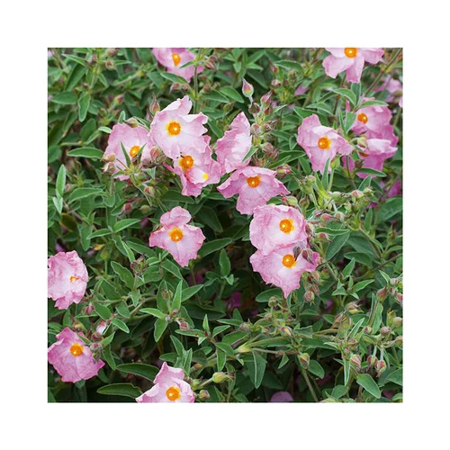 Pour transformer vos extérieurs：Ciste Silver Pink en pot de 3 litres