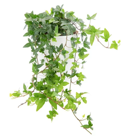 Extérieur malin：Lierre vert en pot blanc émaillé botanic®. Le pot Ø 15 cm