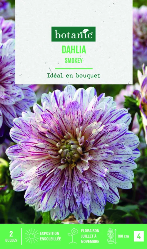 Une touche extérieure:Bulbes de fleurs Dahlia décoratif Smokey botanic® - 2 bulbes