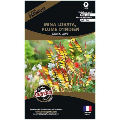 Graines de fleurs premium mina lobata plume d’indien scarlet yellow