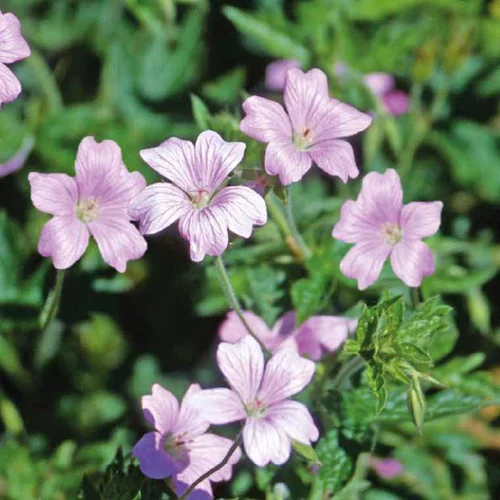 Pour profiter pleinement du jardin:Geranium Endressii Rose - Le pot de 9 x 9 cm