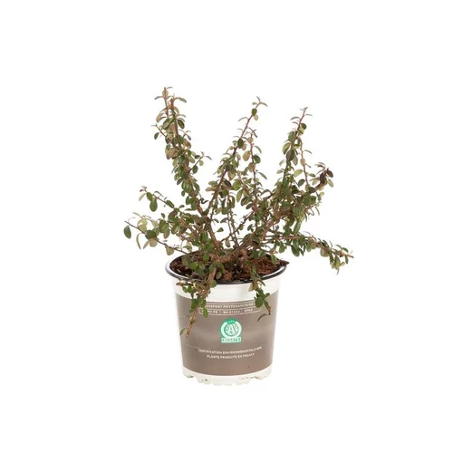 Adapté au jardin：Plante couvre-sol en pot de 1 litre