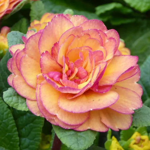 Simple pour le jardin:Primevère double - Le pot de 10.5 cm