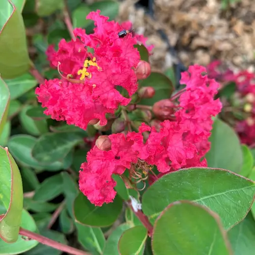 Qualité jardin：Lagerstroemia Indiya Charms® camaïeu d’été® fuchsia. Le pot de 7 litres