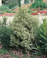 Jardin et solutions:Pittosporum Tenuifolium en pot de 7 L