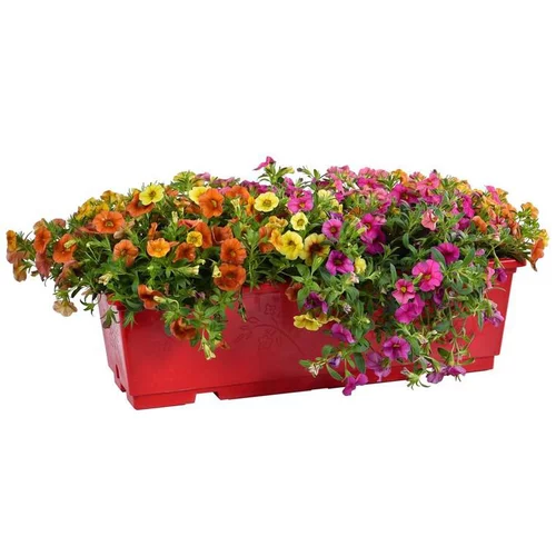 Sélection utile:Calibrachoa ou mini Pétunia à fleurs multicolores - La jardinière de 40 cm