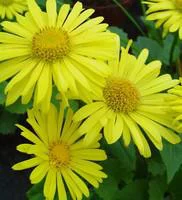 Un plus pour votre jardin:Doronique du Caucase - Le pot de 10,5 cm