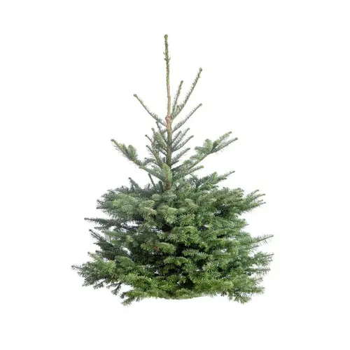 Nature pour le jardin:Sapin de Noël naturel coupé Nobilis