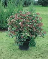 Maison & jardin:Viburnum Tinus ou Laurier-tin en pot de 7 L