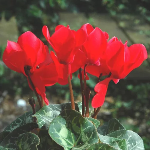 Jardin et idées：Cyclamen à grandes fleurs - La coupe de 30 cm