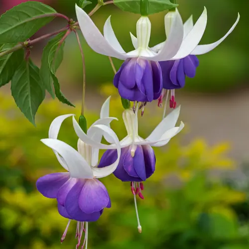 Maison & jardin:Fuchsia ‘Delta’s Sara’ - Le pot de 2 litres