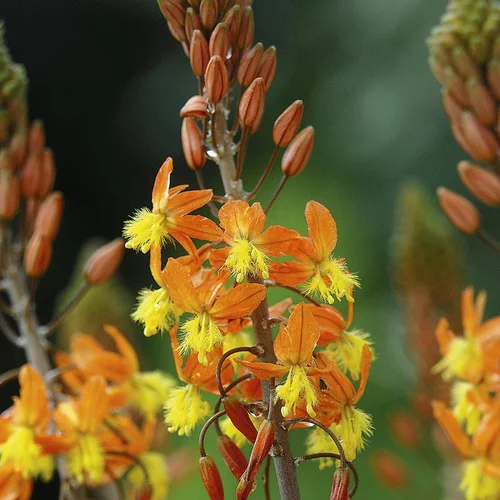 Une solution pratique pour l’extérieur：Bulbine ou Bulbinella à fleurs jaunes - Le pot de 2 litres
