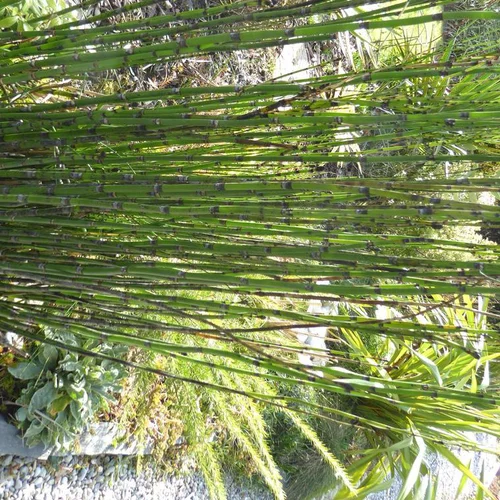 Idée au jardin：Equisetum Japonicum - Le pot de 13 cm