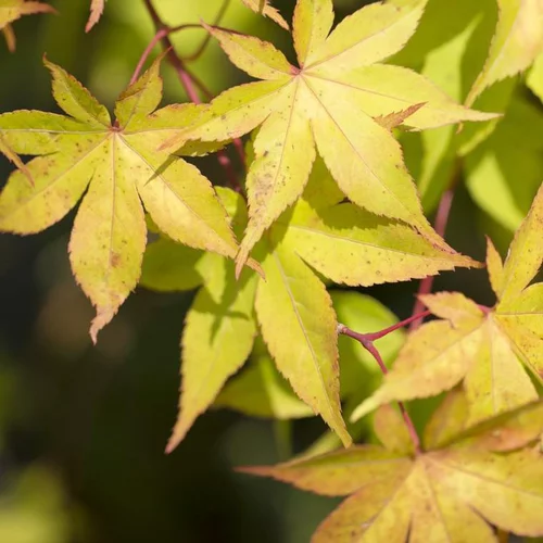 Pour mieux équiper votre jardin:Érable du Japon Osakasuki jaune. Le pot de 18 litres, 125/150 cm