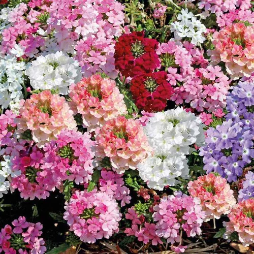 Loisirs jardin:Verveine erigee - Le pot de 12 x 12 cm
