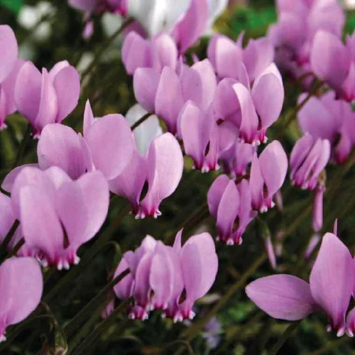Pour votre confort en extérieur：Cyclamen Vivace - Le pot de 9 x 9 cm