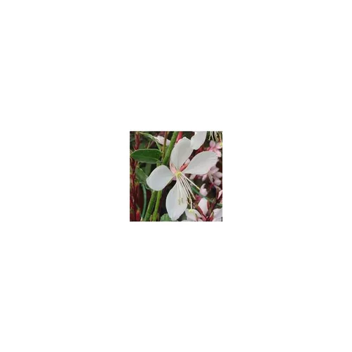 À découvrir pour le jardin：Gaura Lindheimeri - Le pot de 2.5 litres