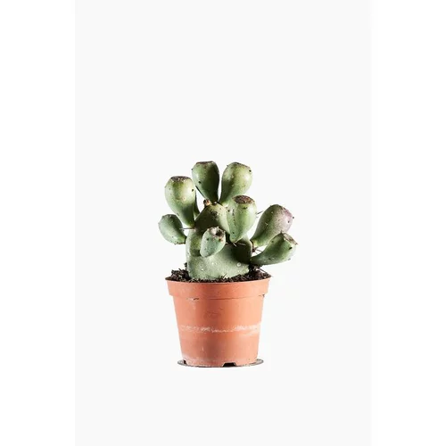 Jardin à vivre：Opuntia Dell'etna (Cactus raquette) pot de 1 L vert
