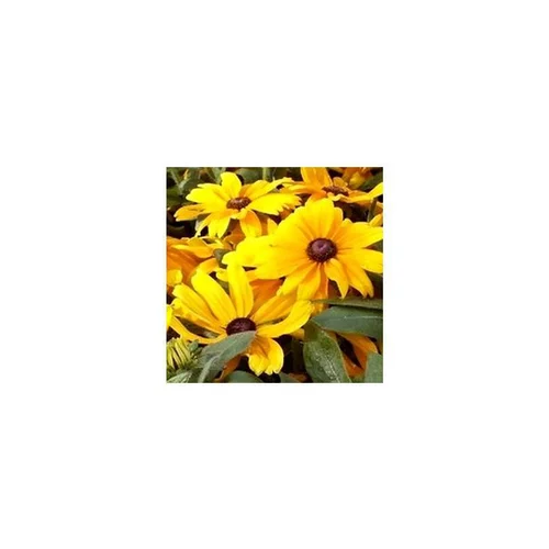 À adopter au jardin：Rudbeckia Vivace - Le pot de 1 litre