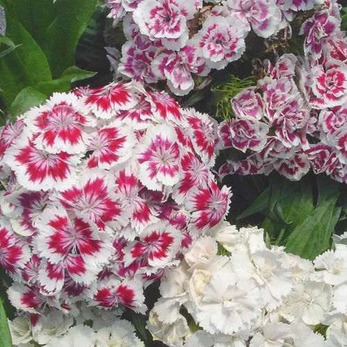 Pensé pour vos extérieurs：Œillet du Poète ou Dianthus barbatus à fleurs roses - Le pot de 1 litre