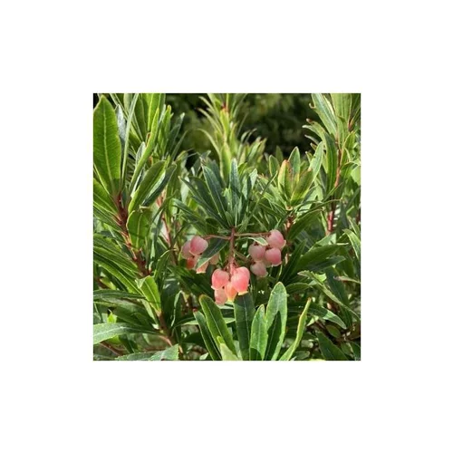 Parfait au jardin：Arbousier (Arbutus Unedo) Mercurius. Le pot de 4 litres