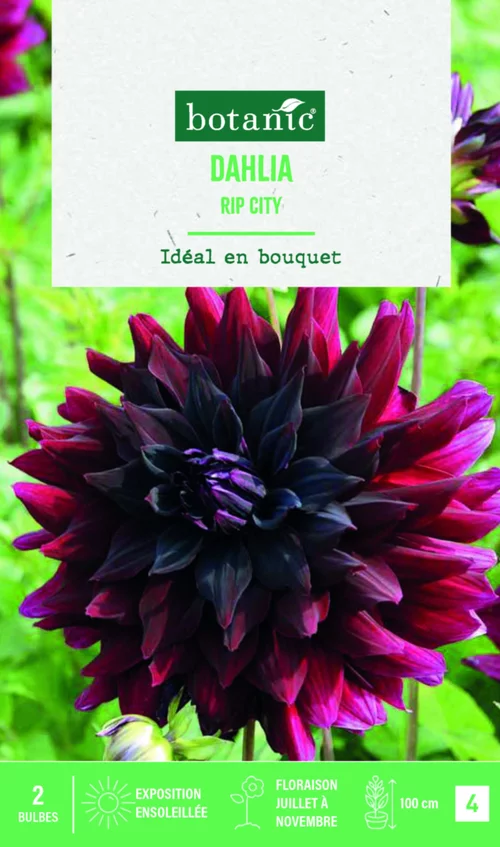 Accessoire extérieur:Bulbes de fleurs Dahlia semi-cactus rip City botanic® - 2 bulbes