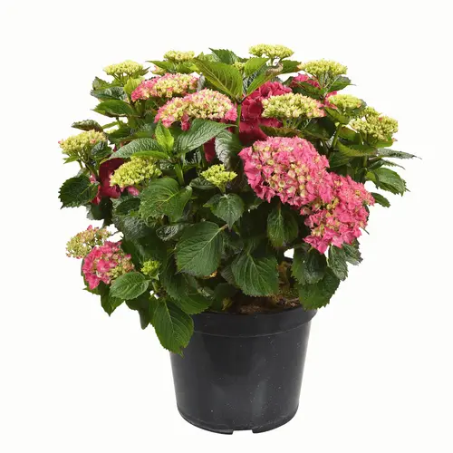 Une solution adaptée au jardin：Hortensia à grandes fleurs Hydrangea Fleuri en pot de 5 litres