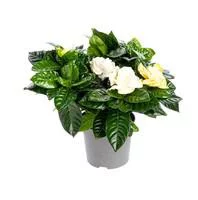 Sélection extérieure:Gardénia pot Ø13xH20/40 cm