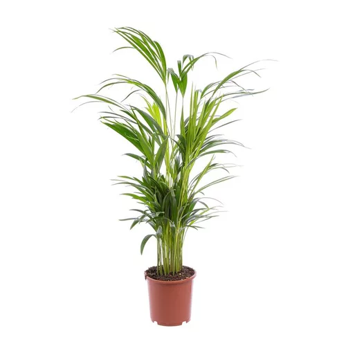 Pour créer votre univers jardin:Areca. Le pot Ø 17 cm