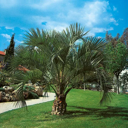 Pour tous vos besoins extérieurs：Cocotier du Brésil - pot 70 L