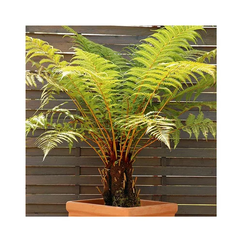 Idée pratique：Fougère arborescente (DICKSONIA ANTARTICA) Le pot de 5 litres