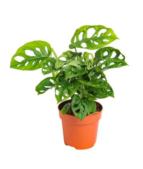 Pour faciliter le quotidien au jardin:Monstera Monkey Mask vert. Le pot Ø 14 cm