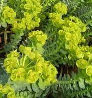 Maison & jardin:Euphorbia Erythrea. Le pot de Ø 17 x H 60 cm
