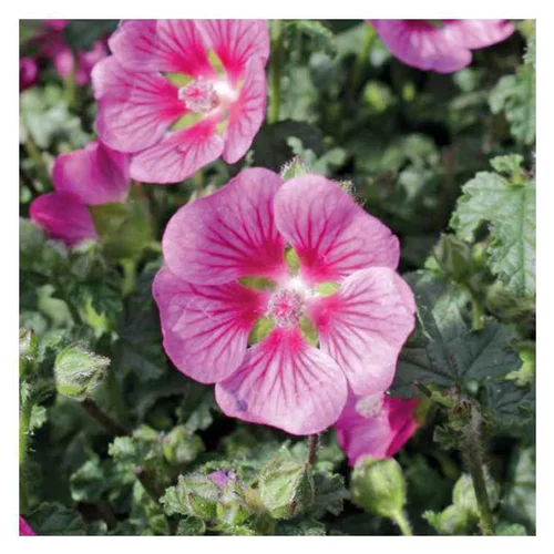 Utile jardin:Mauve du Cap - Le pot de 9 x 9 cm