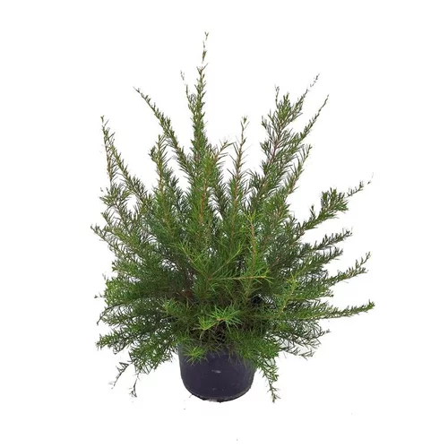Nature au jardin:Grevillea Juniperina – Pot de 5L