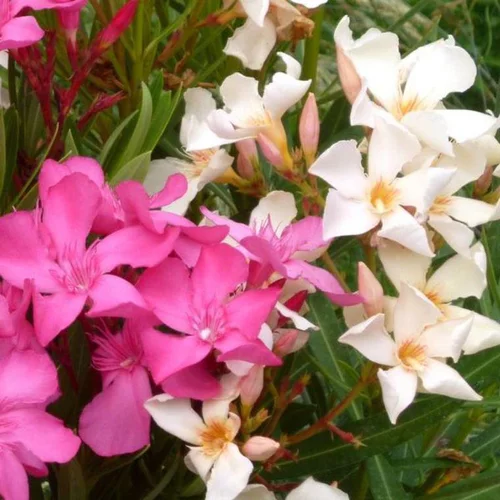 Solution pour le jardin：Nerium Oleander extra – Pot de 5L