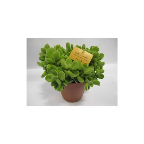 Moderne extérieur:Cotyledon Ladysmithiensis – Pot de Ø 15 cm