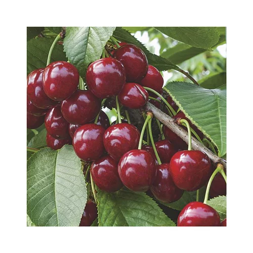 Jardin nature:Cerisier Big. Summit Lr. Le pot de 15 litres