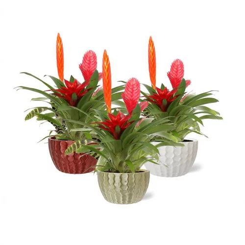 À découvrir au jardin：Composition de bromeliacées coloris multicolore avec son pot