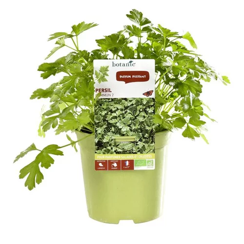 Pour votre extérieur：Persil Commun Dit Plat Bio. Le pot de 1 litre