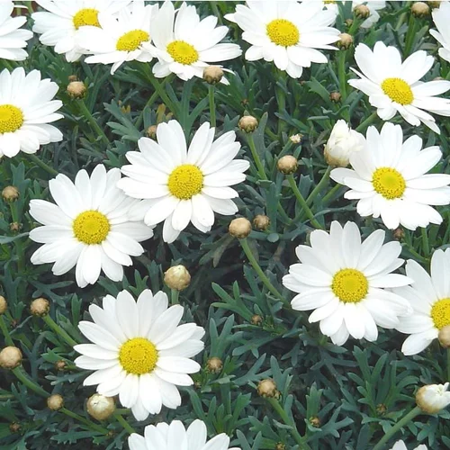 Extérieur adapté：Anthémis (Fausse Camomille ou Camomille des teinturiers) à fleurs multicolores - Le pot de 1 litre