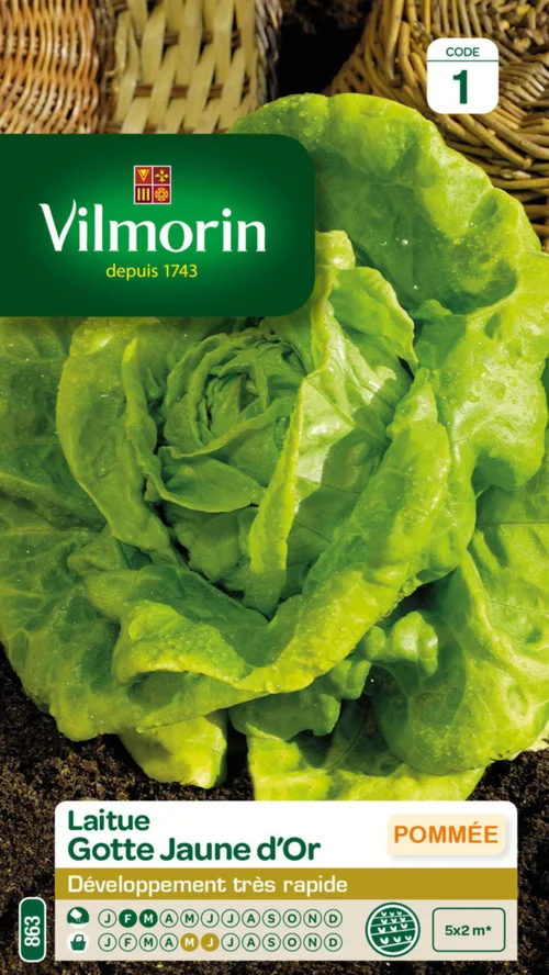 Choix malin：Laitue Gotte Jaune d'Or Vilmorin - graines à semer