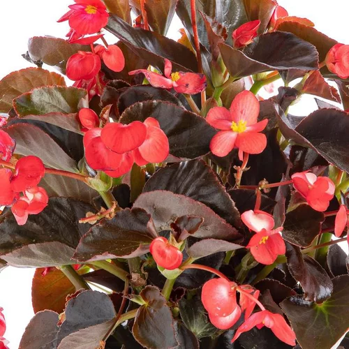 Bien au jardin：Bégonia Big à fleurs multicolores - Le pot de 4,5 litres