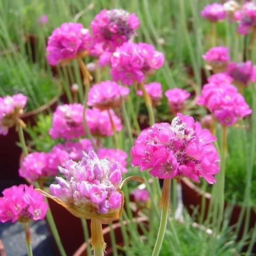 Idéal pour vos extérieurs：Armeria Maritima - Le pot de 1 litre
