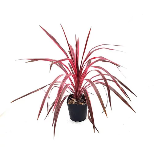 Jardin tendance：Cordyline Australis Electric Pink rose en pot de 3 L