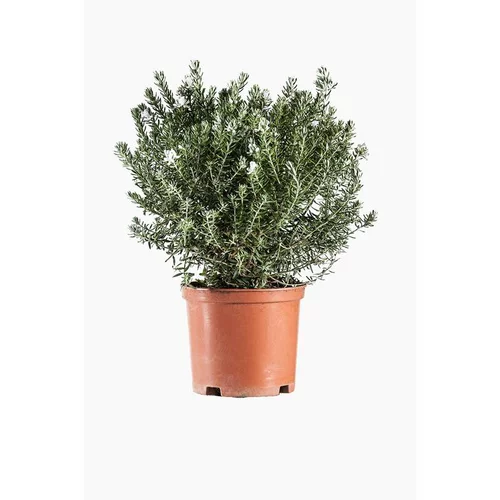 À découvrir au jardin：Romarin d'Australie. Le pot de 15 litres