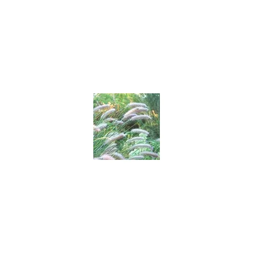 Tendance au jardin：Pennisetum Alopecuroides Moudry - Le pot de 3 litres