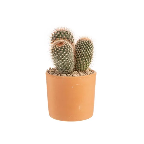 Un choix pratique pour le jardin：Cactus mix en pot terre cuite, Ø 10 cm